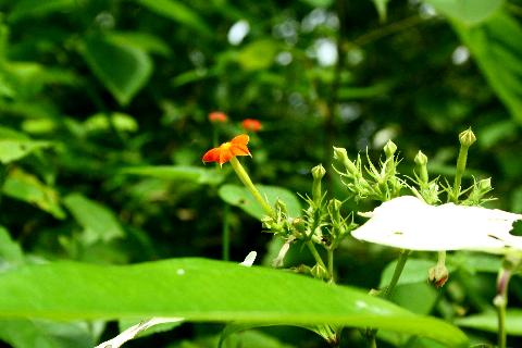 Goa Flowers - Download Goa Photos